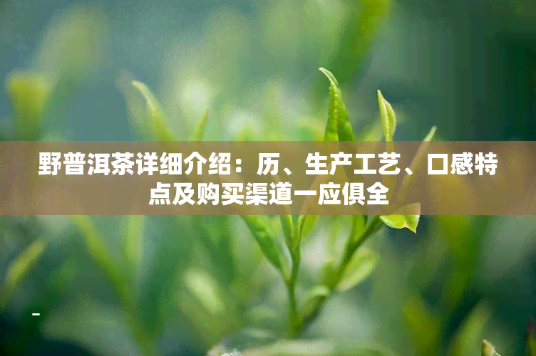 野普洱茶详细介绍：历、生产工艺、口感特点及购买渠道一应俱全