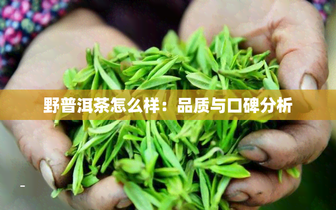 野普洱茶怎么样：品质与口碑分析