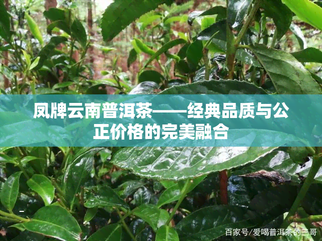 凤牌云南普洱茶——经典品质与公正价格的完美融合