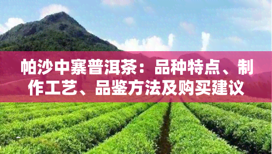 帕沙中寨普洱茶：品种特点、制作工艺、品鉴方法及购买建议全方位解析