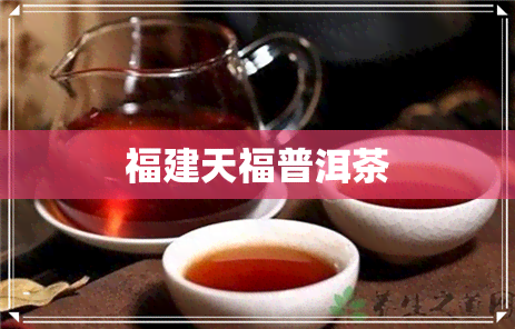 福建天福普洱茶