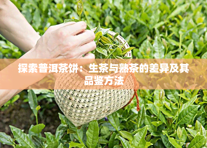 探索普洱茶饼：生茶与熟茶的差异及其品鉴方法