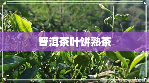 普洱茶叶饼熟茶