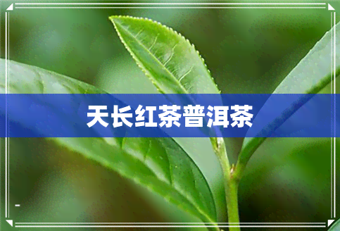 天长红茶普洱茶