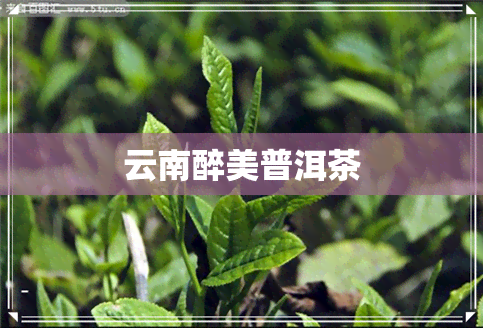 云南醉美普洱茶