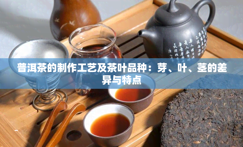 普洱茶的制作工艺及茶叶品种：芽、叶、茎的差异与特点