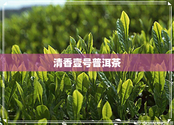 清香壹号普洱茶