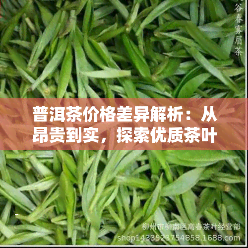 普洱茶价格差异解析：从昂贵到实，探索优质茶叶的真实价值