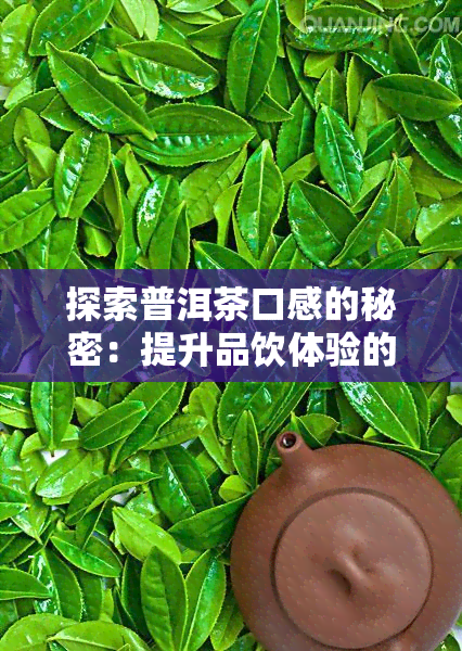 探索普洱茶口感的秘密：提升品饮体验的搭配技巧