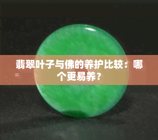 翡翠叶子与佛的养护比较：哪个更易养？