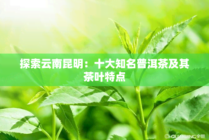 探索云南昆明：十大知名普洱茶及其茶叶特点