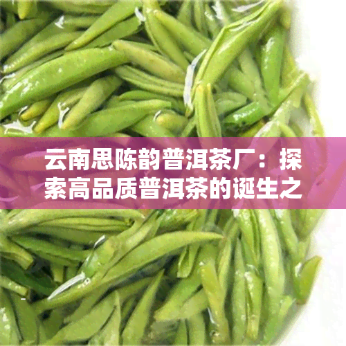 云南思陈韵普洱茶厂：探索高品质普洱茶的诞生之地与故事