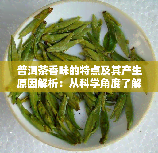 普洱茶香味的特点及其产生原因解析：从科学角度了解普洱茶的香气来源