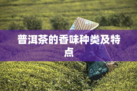 普洱茶的香味种类及特点