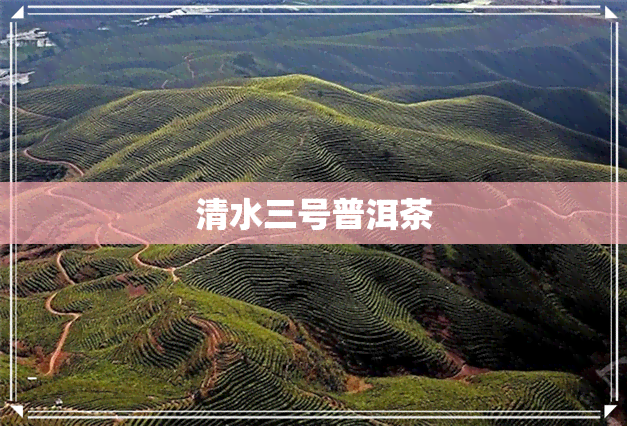 清水三号普洱茶