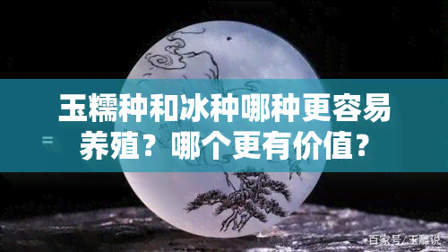 玉糯种和冰种哪种更容易养殖？哪个更有价值？