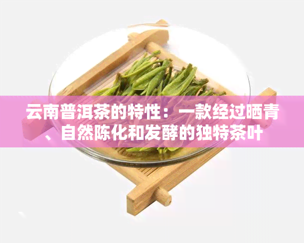 云南普洱茶的特性：一款经过晒青、自然陈化和发酵的独特茶叶