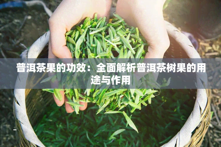 普洱茶果的功效：全面解析普洱茶树果的用途与作用