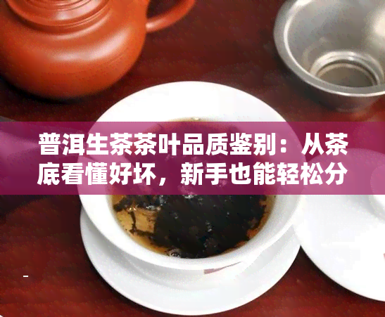 普洱生茶茶叶品质鉴别：从茶底看懂好坏，新手也能轻松分辨