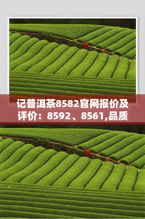 记普洱茶8582官网报价及评价：8592、8561,品质如何？