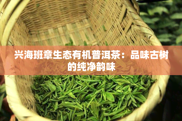 兴海班章生态有机普洱茶：品味古树的纯净韵味