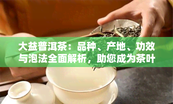 大益普洱茶：品种、产地、功效与泡法全面解析，助您成为茶叶专家