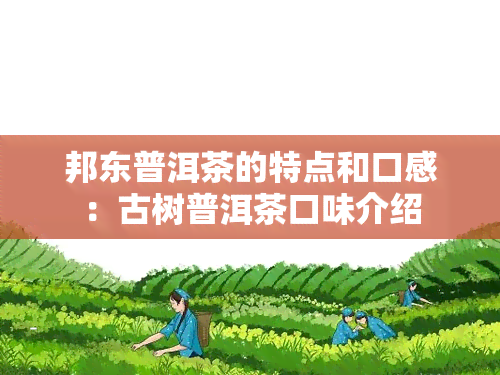 邦东普洱茶的特点和口感：古树普洱茶口味介绍