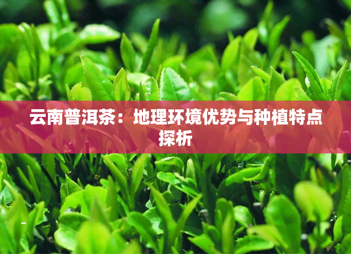 云南普洱茶：地理环境优势与种植特点探析