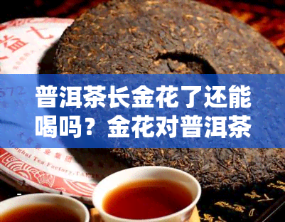 普洱茶长金花了还能喝吗？金花对普洱茶有影响吗？