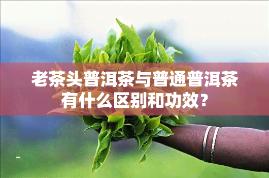 老茶头普洱茶与普通普洱茶有什么区别和功效？