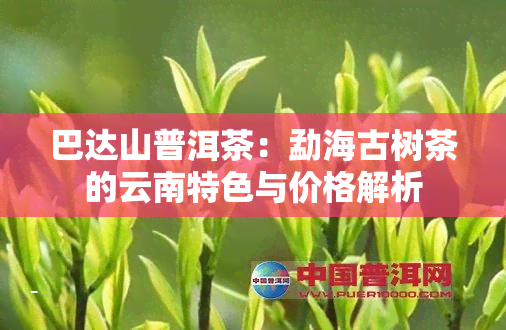 巴达山普洱茶：勐海古树茶的云南特色与价格解析