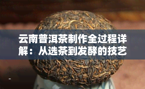 云南普洱茶制作全过程详解：从选茶到发酵的技艺与工艺