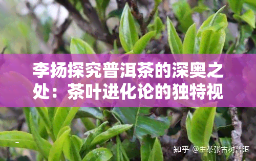 李扬探究普洱茶的深奥之处：茶叶进化论的独特视角