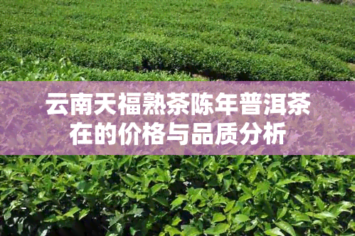 云南天福熟茶陈年普洱茶在的价格与品质分析