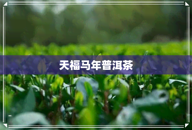 天福马年普洱茶