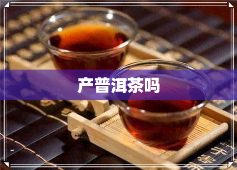 产普洱茶吗