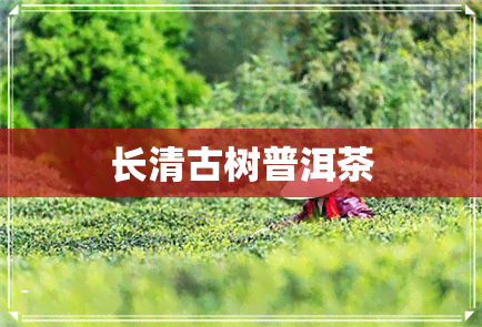 长清古树普洱茶