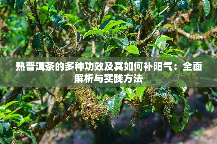 熟普洱茶的多种功效及其如何补阳气：全面解析与实践方法