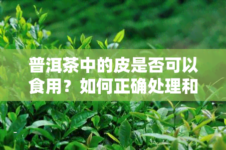 普洱茶中的皮是否可以食用？如何正确处理和利用普洱茶中的皮？