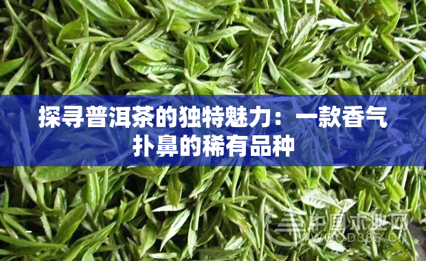 探寻普洱茶的独特魅力：一款香气扑鼻的稀有品种