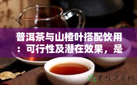 普洱茶与山楂叶搭配饮用：可行性及潜在效果，是否适合每个人？