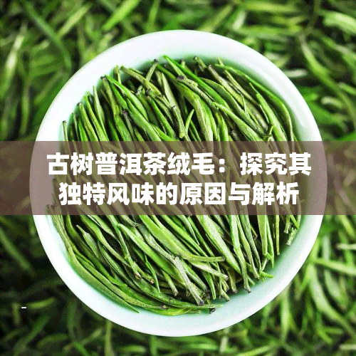 古树普洱茶绒毛：探究其独特风味的原因与解析