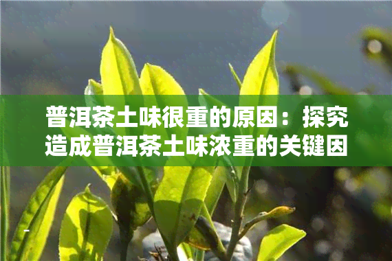 普洱茶土味很重的原因：探究造成普洱茶土味浓重的关键因素