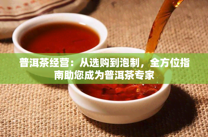 普洱茶经营：从选购到泡制，全方位指南助您成为普洱茶专家