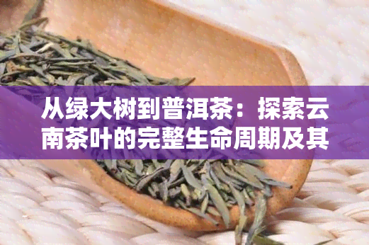 从绿大树到普洱茶：探索云南茶叶的完整生命周期及其独特风味