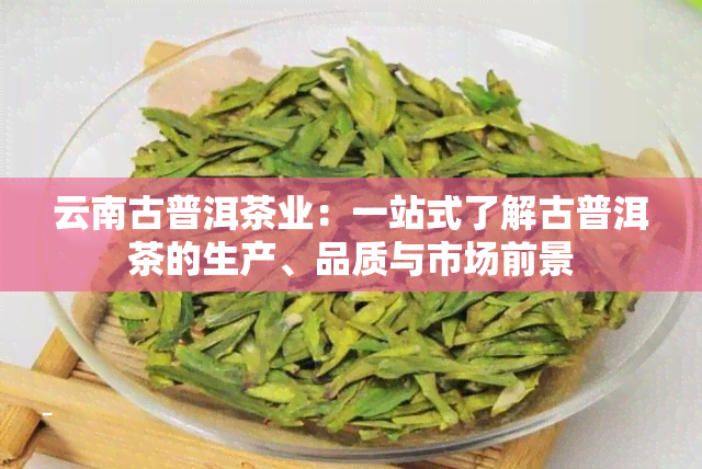 云南古普洱茶业：一站式了解古普洱茶的生产、品质与市场前景