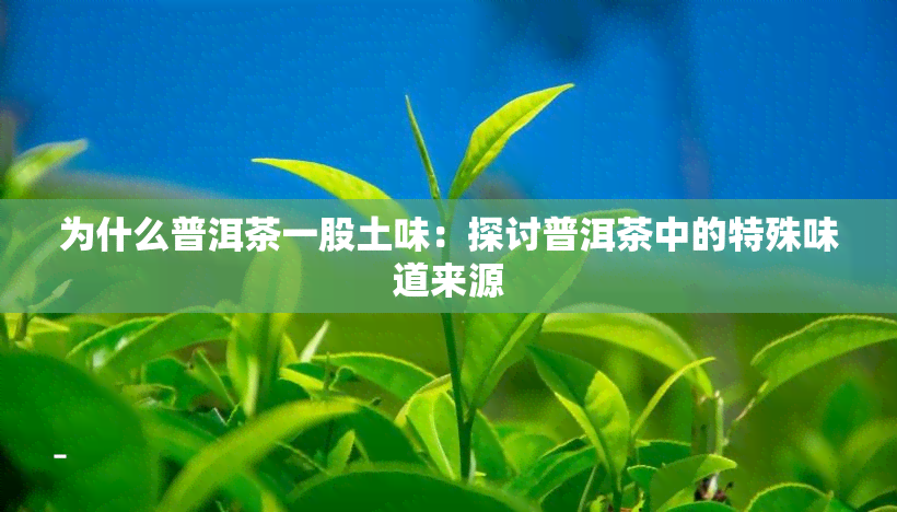 为什么普洱茶一股土味：探讨普洱茶中的特殊味道来源