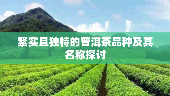 紧实且独特的普洱茶品种及其名称探讨