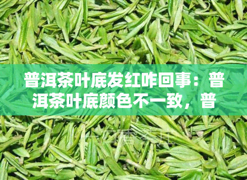 普洱茶叶底发红咋回事：普洱茶叶底颜色不一致，普洱茶叶片发红？