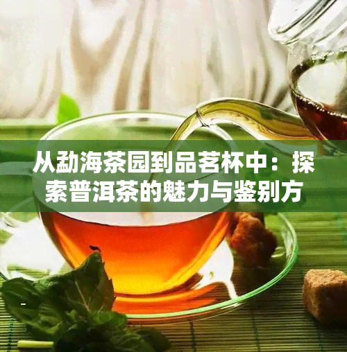 从勐海茶园到品茗杯中：探索普洱茶的魅力与鉴别方法